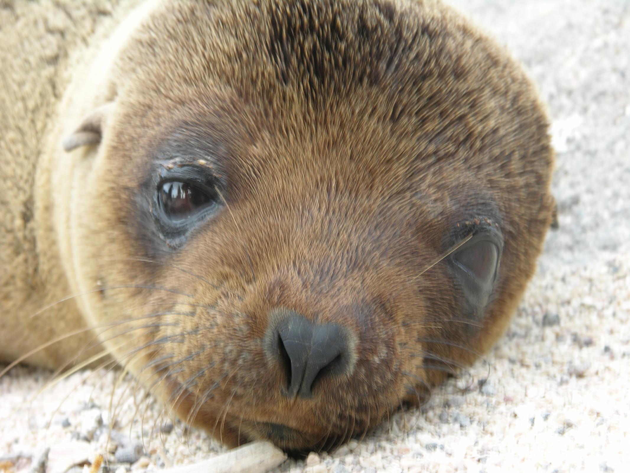 Galapagos 2-1-04 North Seymour Baby Sea Lion Close Up